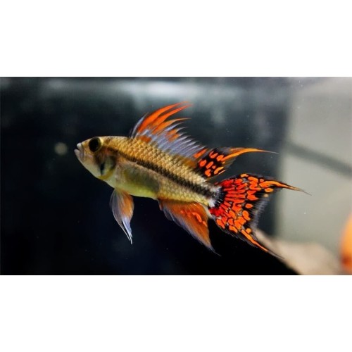 Апистограмма какаду