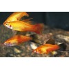 Меченосец ассорти