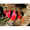 Барбус суматранский красный GloFish