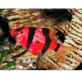Барбус суматранский красный GloFish