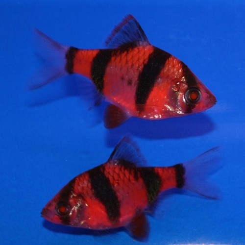 Барбус суматранский красный GloFish
