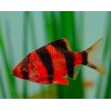 Барбус суматранский красный GloFish
