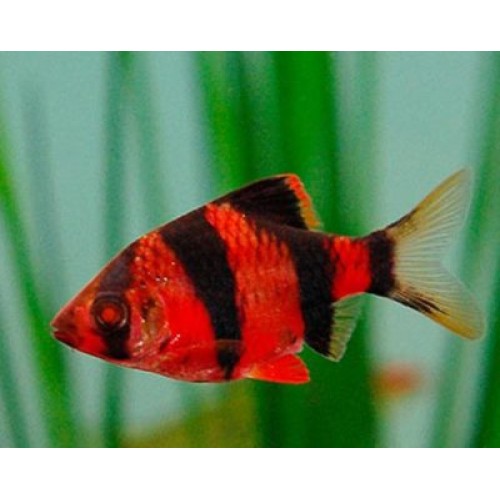 Барбус суматранский красный GloFish