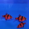 Барбус суматранский красный GloFish