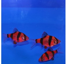 Барбус суматранский красный GloFish