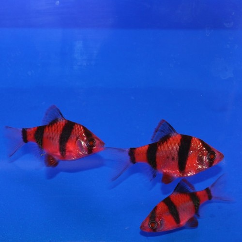 Барбус суматранский красный GloFish