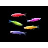 Данио GloFish