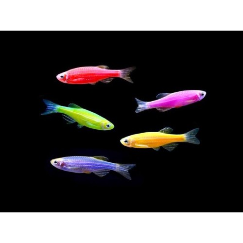 Данио GloFish