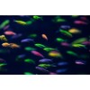 Данио GloFish