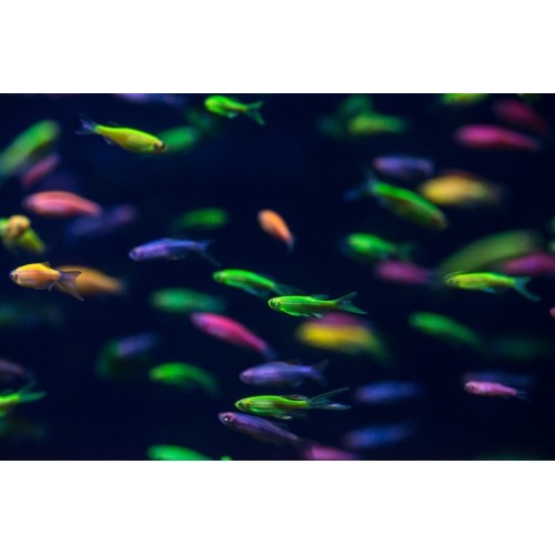 Данио GloFish