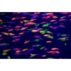 Данио GloFish