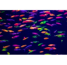 Данио GloFish