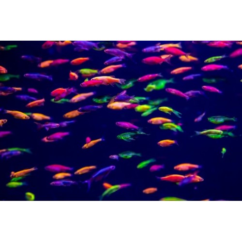 Данио GloFish