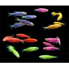 Данио GloFish