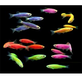 Данио GloFish