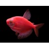 Тернеция  GloFish красная