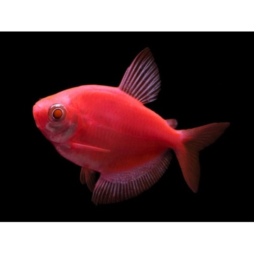 Тернеция  GloFish красная