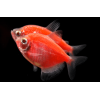 Тернеция  GloFish красная