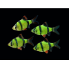 Барбус суматранский зелёный GloFish