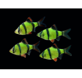 Барбус суматранский зелёный GloFish