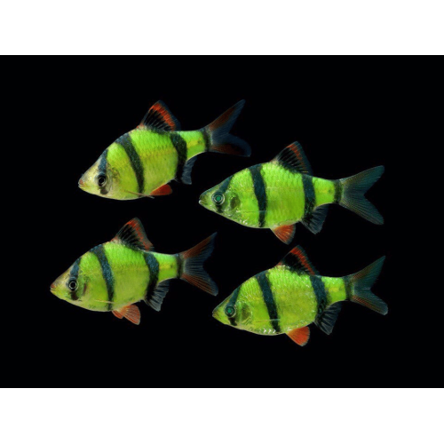 Барбус суматранский зелёный GloFish