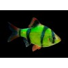 Барбус суматранский зелёный GloFish