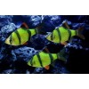 Барбус суматранский зелёный GloFish