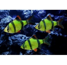 Барбус суматранский зелёный GloFish