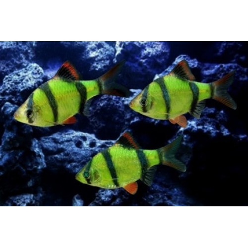 Барбус суматранский зелёный GloFish
