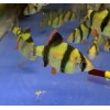 Барбус суматранский зелёный GloFish