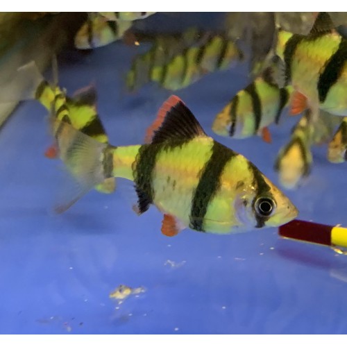 Барбус суматранский зелёный GloFish