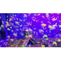 Glo Fish