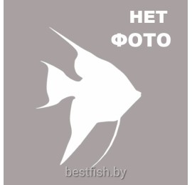 Скалярия фантом белый