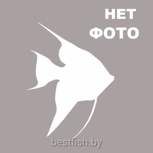 Скалярия фантом черный