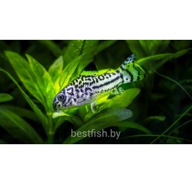 Коридорас трилинеатус