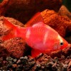 Барбус кольти красный GloFish