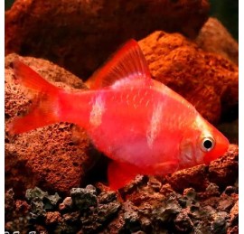 Барбус кольти красный GloFish