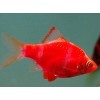 Барбус кольти красный GloFish