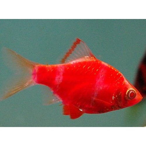 Барбус кольти красный GloFish