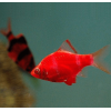 Барбус кольти красный GloFish