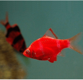 Барбус кольти красный GloFish