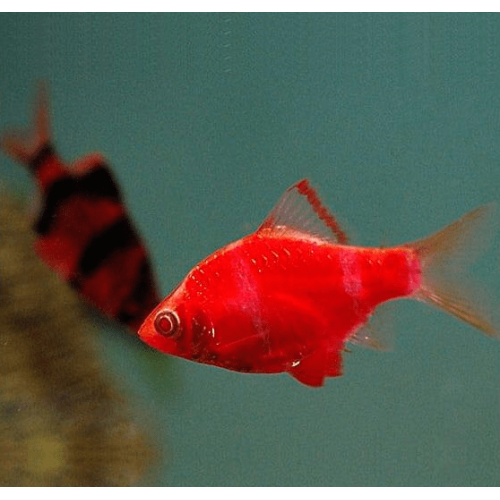 Барбус кольти красный GloFish