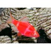 Барбус кольти красный GloFish