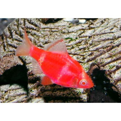 Барбус кольти красный GloFish