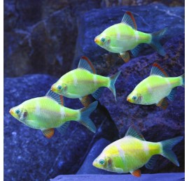 Барбус кольти зелёный GloFish