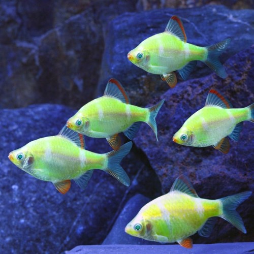 Барбус кольти зелёный GloFish