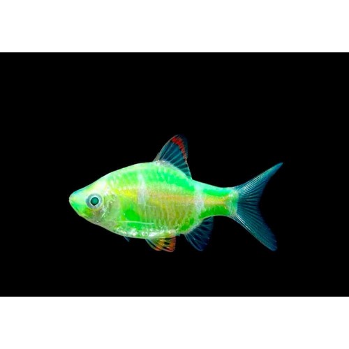 Барбус кольти зелёный GloFish