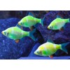 Барбус кольти зелёный GloFish