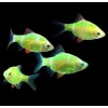 Барбус кольти зелёный GloFish