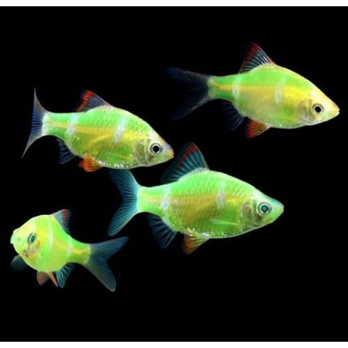 Барбус кольти зелёный GloFish